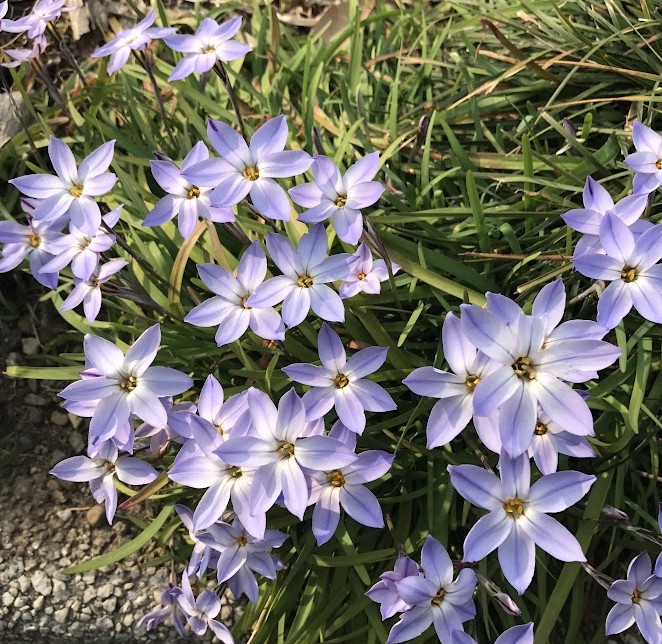 ハナニラ 青い花