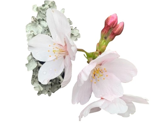 桜の花