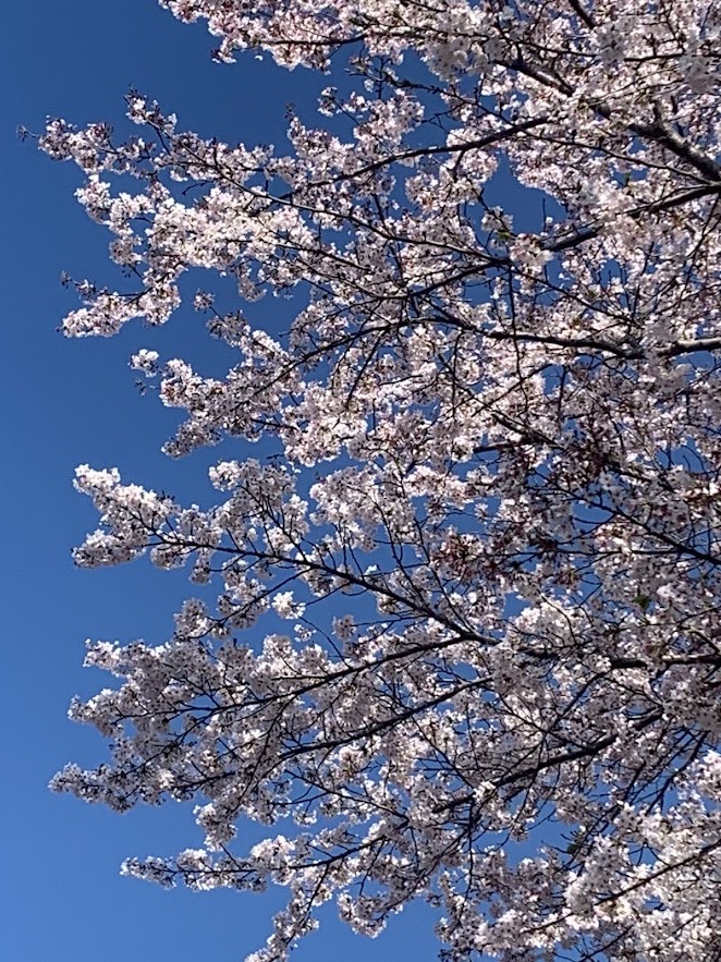 公園の桜を見上げて 公園の桜